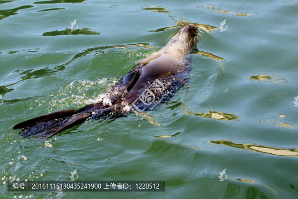 海獅