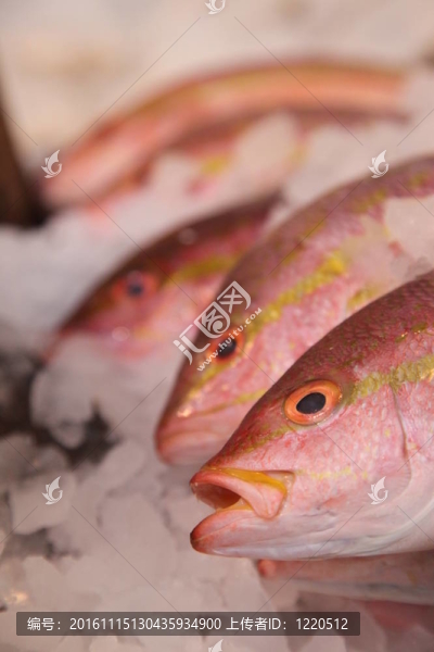 魚市場