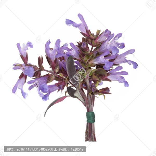 丹參花花束