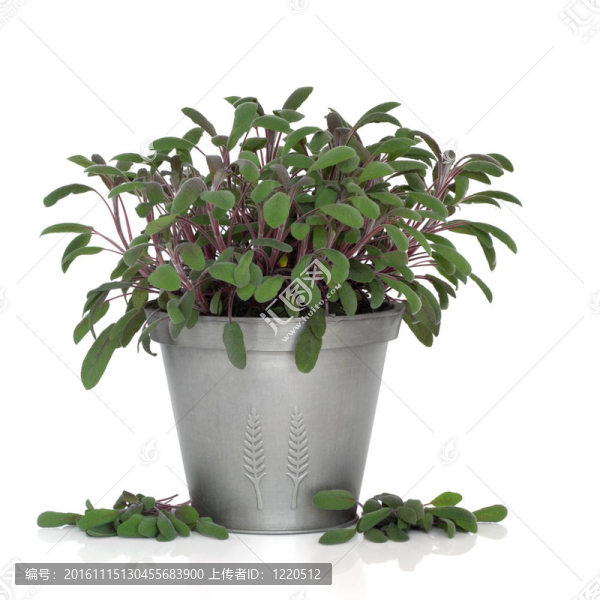 圣人的草本植物