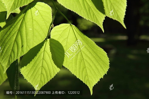 椴樹（林登）