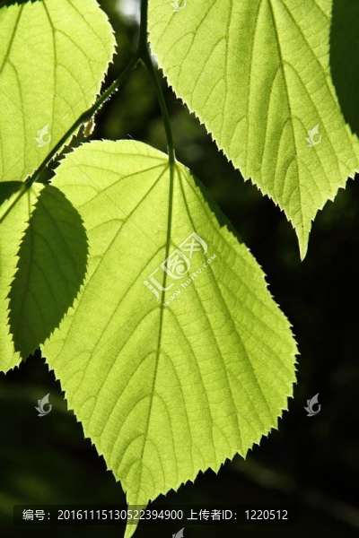 椴樹（林登）