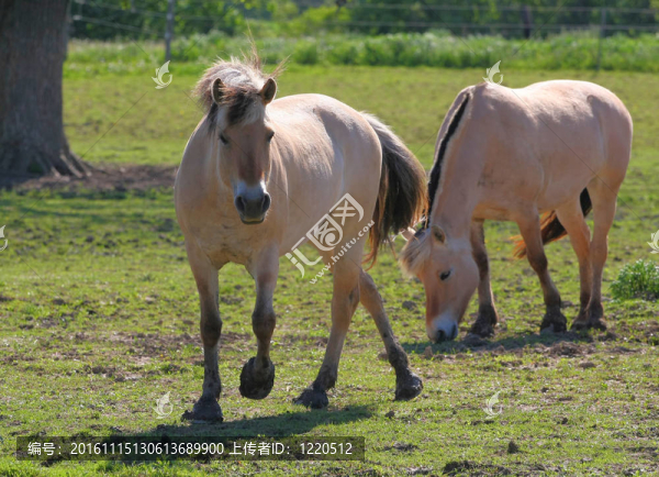 挪威峽灣馬