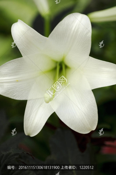 復(fù)活節(jié)百合花盛開-匯圖網(wǎng) www.fosd68.com 復(fù)活節(jié)百合花盛開