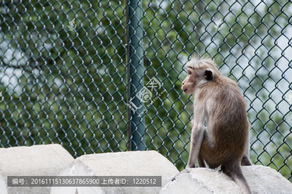 外觀漂亮的肖像