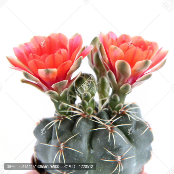 仙人掌植物開花