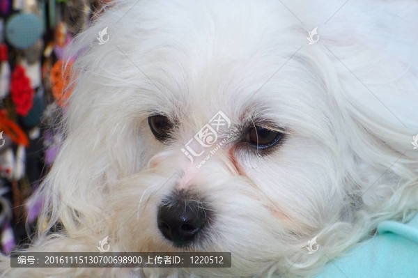 白bishon