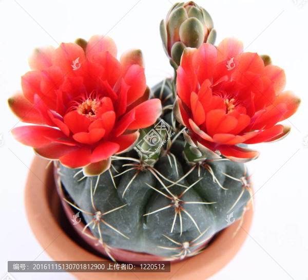 仙人掌植物開(kāi)花