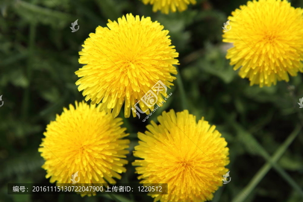 蒲公英花