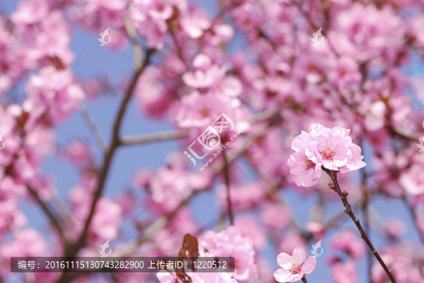 梅花
