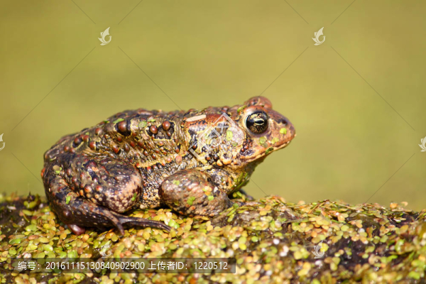 美國(guó)蟾蜍（Bufo,americanus）