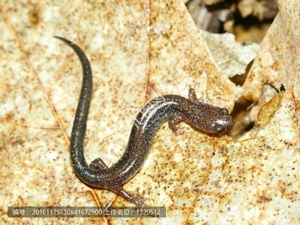 Redback,Salamander（Plethodon,cinereus）
