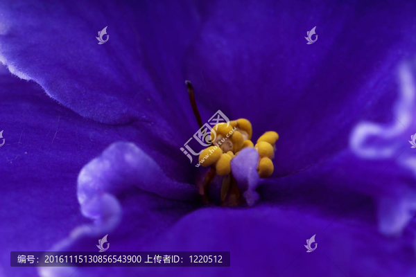 紫羅蘭