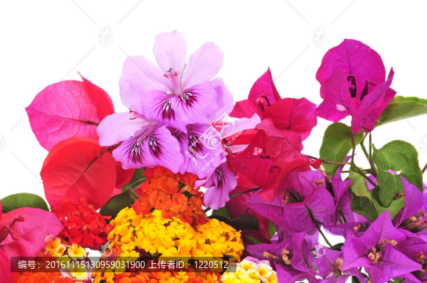 春天的花朵