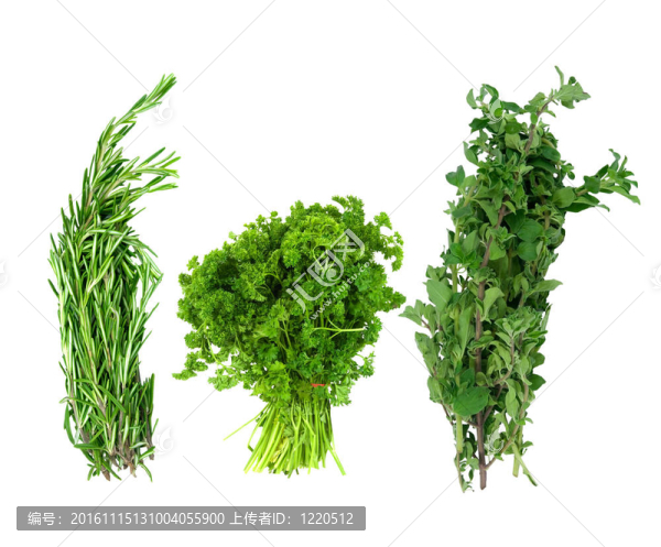 新鮮的迷迭香；歐芹和牛至