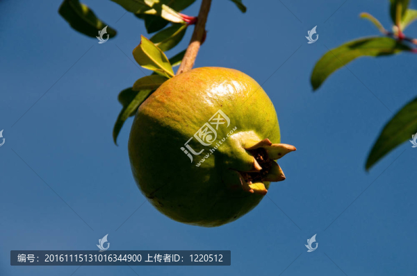 石榴