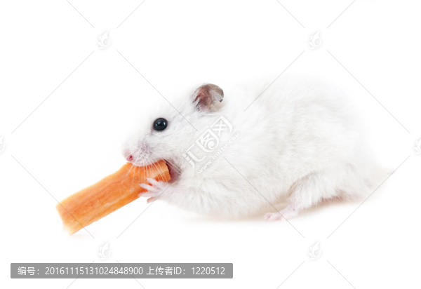 新鮮胡蘿卜倉鼠