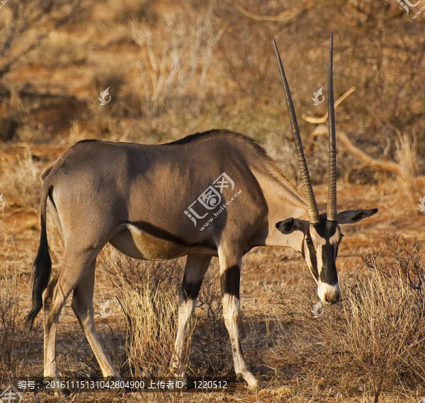 長(zhǎng)角羚羊-匯圖網(wǎng) www.fosd68.com 長(zhǎng)角羚羊
