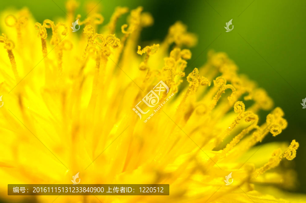 黃色的雄蕊