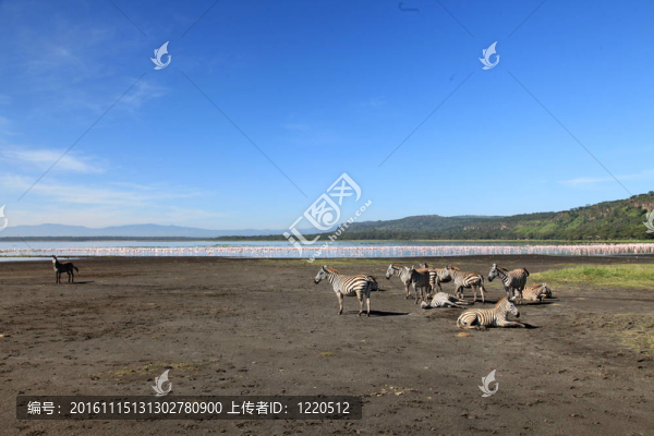 粉紅色的火烈鳥(niǎo)-,nukuru湖自然保護(hù)區(qū)-肯尼亞