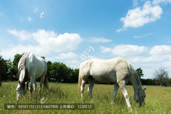 馬