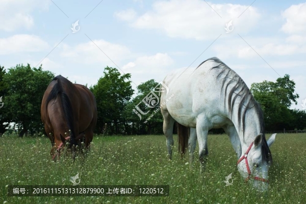 馬