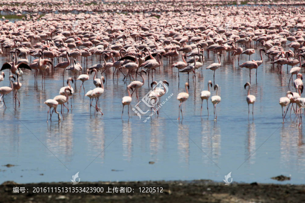 粉紅色的火烈鳥(niǎo)-,nukuru湖自然保護(hù)區(qū)-肯尼亞