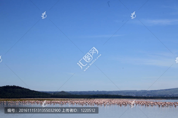 粉紅色的火烈鳥-,nukuru湖自然保護(hù)區(qū)-肯尼亞
