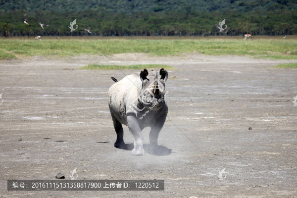 犀牛準(zhǔn)備在肯尼亞收費(fèi)