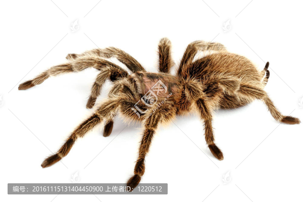 智利紅玫瑰毛蜘蛛（Grammostola,rosea）