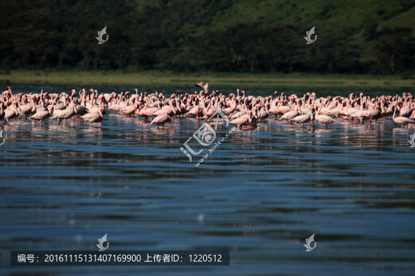 粉紅色的火烈鳥-,nukuru湖自然保護(hù)區(qū)-肯尼亞