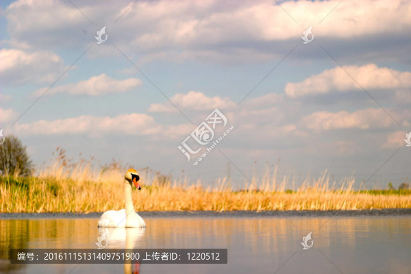 天鵝
