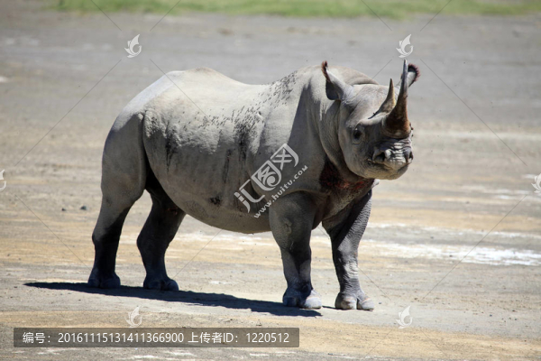 犀牛準(zhǔn)備在肯尼亞收費