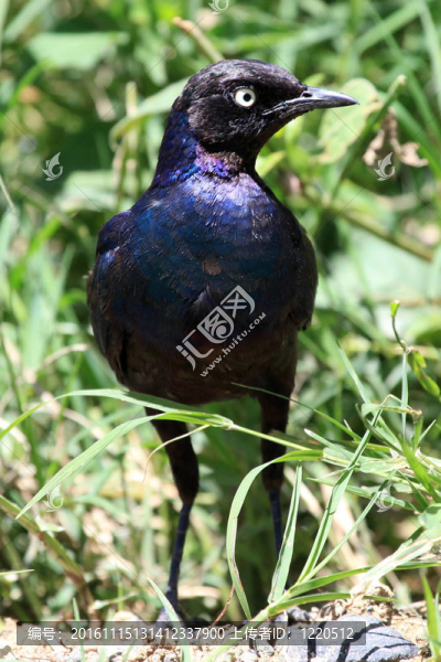 燦爛的/極好椋鳥(niǎo)-肯尼亞