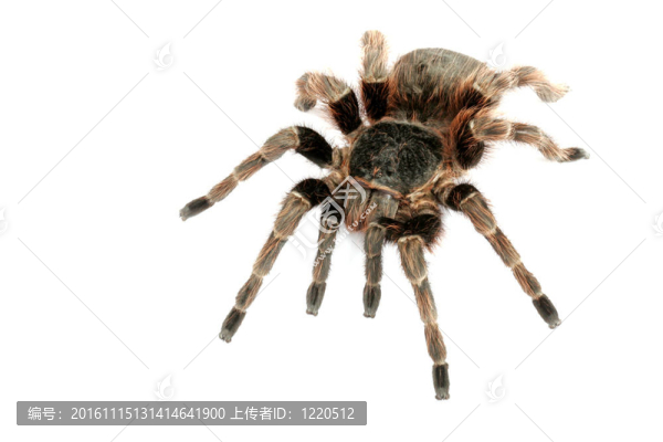 巴西紅蜘蛛
