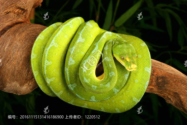 綠樹蟒