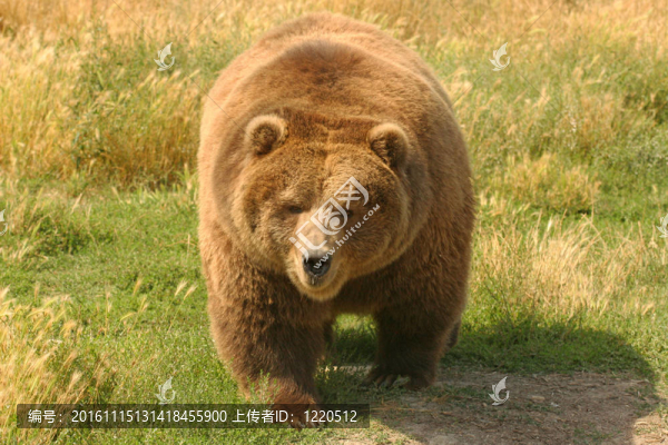 灰熊
