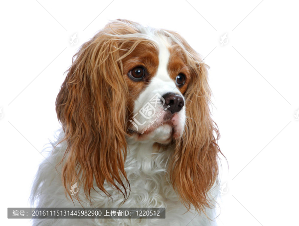 一個(gè)查爾斯王小獵犬的肖像。