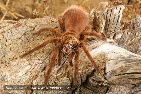 加勒比金灰蜘蛛-匯圖網(wǎng) www.fosd68.com 加勒比金灰蜘蛛