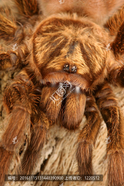 加勒比金灰蜘蛛