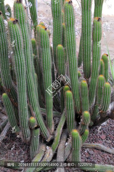 長的仙人掌植物