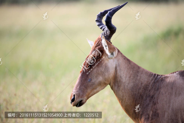 托皮-馬賽瑪拉保護(hù)區(qū)-肯尼亞