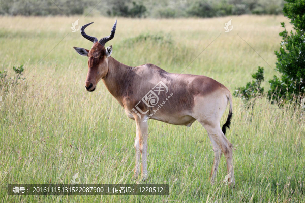 托皮-馬賽瑪拉保護區(qū)-肯尼亞