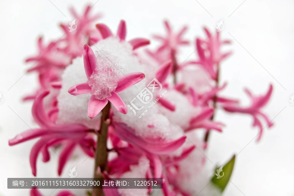 白雪覆蓋的風(fēng)信子