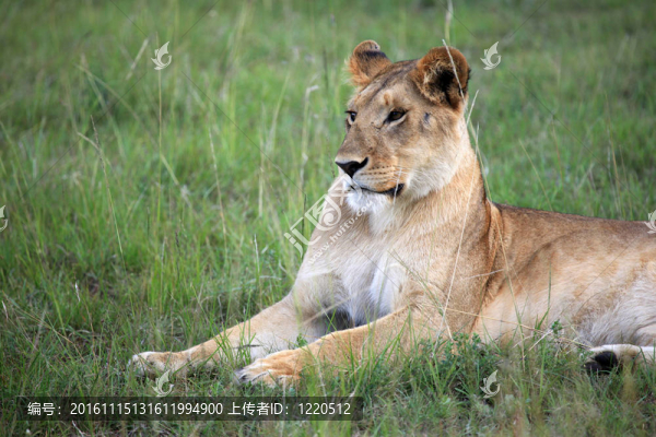 獅子-馬賽瑪拉保護(hù)區(qū)-肯尼亞-匯圖網(wǎng) www.fosd68.com 獅子-馬賽瑪拉保護(hù)區(qū)-肯尼亞
