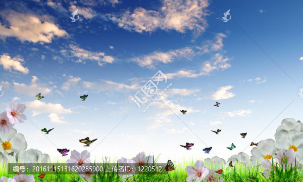 美麗的花朵，藍(lán)色的天空