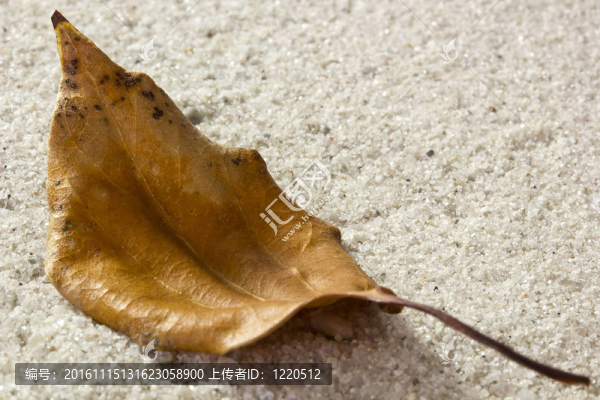 褐色的秋葉