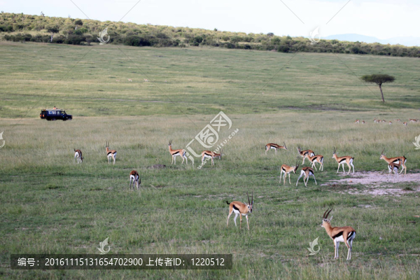 湯普森瞪羚-馬賽瑪拉自然保護區(qū)-肯尼亞
