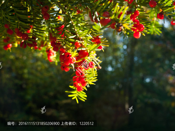 常見的紅豆杉