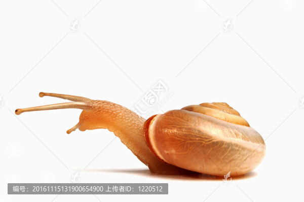 有趣的蝸牛